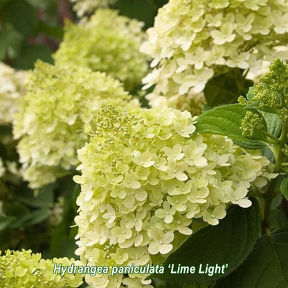 Hydrangea Lime light în strat de flori
