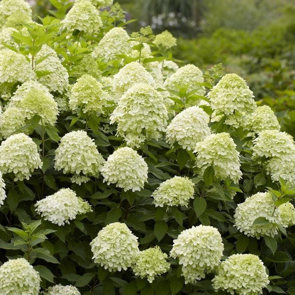 Hortensia cu panicule 'Limelight' este un arbust decorativ remarcabil prin abundența florilor sale spectaculoase.