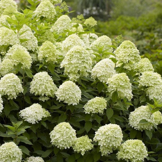 Hortensia cu panicule 'Limelight' este un arbust decorativ remarcabil prin abundența florilor sale spectaculoase.