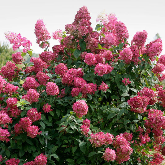 Hydrangea paniculata'Wim's Red'-Hortensia cu panicule