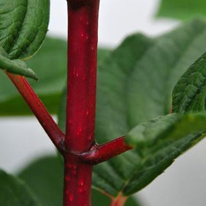 Hortensia cu panicule lăstari decorativ