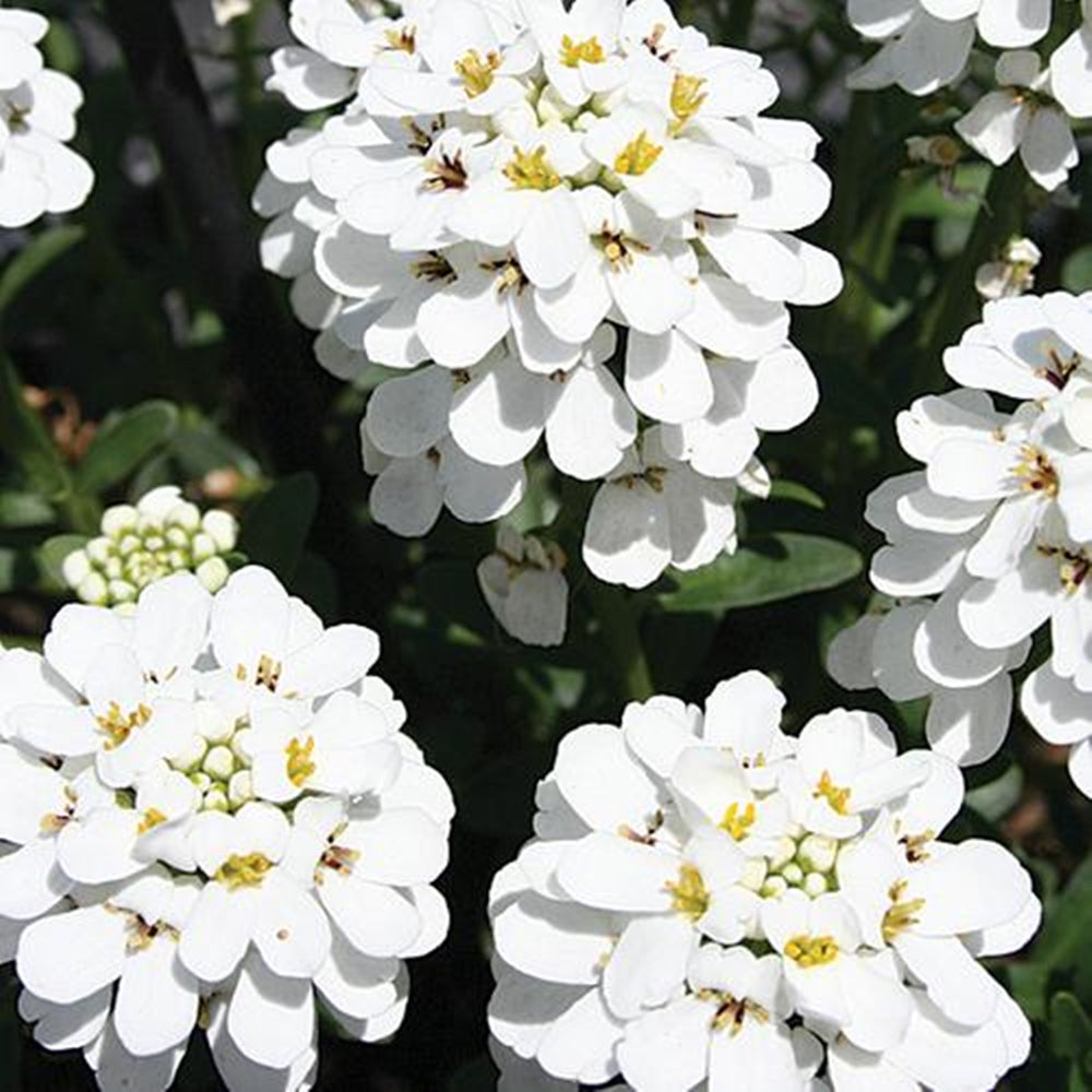 Prin frumusețea florilor, Lilicelul oferă un aspect curat și elegant în orce grădină.