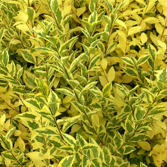 Ligustrum ovalifolium ‘Aureum’, un arbust ornamental apreciat pentru frunzele sale persistente și culoarea intens decorativă.
