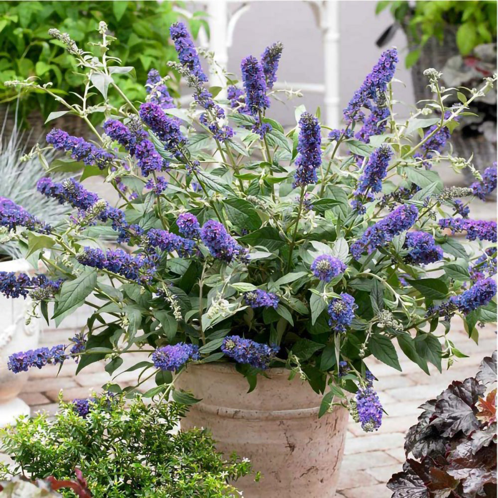 Buddleja davidii ‘Nanho Blue’ este ideal în vase decoratve pe terase și balcon.