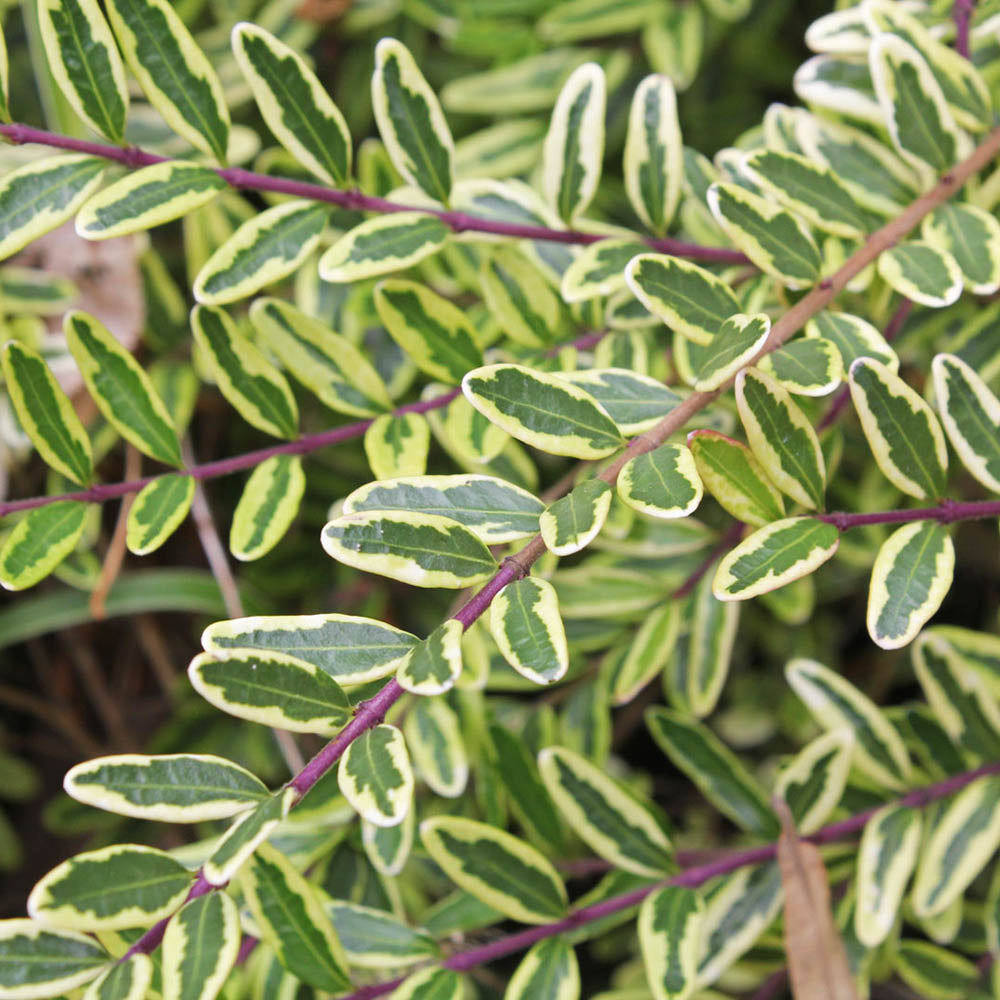 Lonicera 'Lemon Beauty' cu frunze galben-marginate