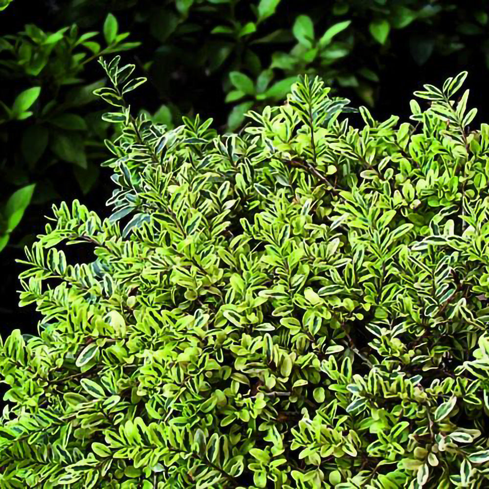 Lonicera 'Lemon Beauty'pentru borduri, covoare verzi și ghivece.