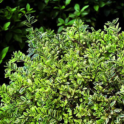 Lonicera 'Lemon Beauty'pentru borduri, covoare verzi și ghivece.