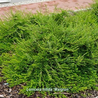 Lonicera nitida în grădină