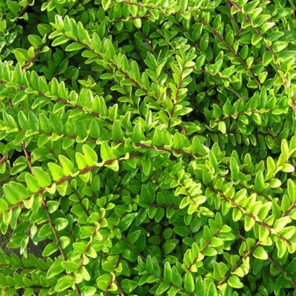 Lonicera nitida apreciat pentru frunzișul său veșnic verde fin, dens și lucios.