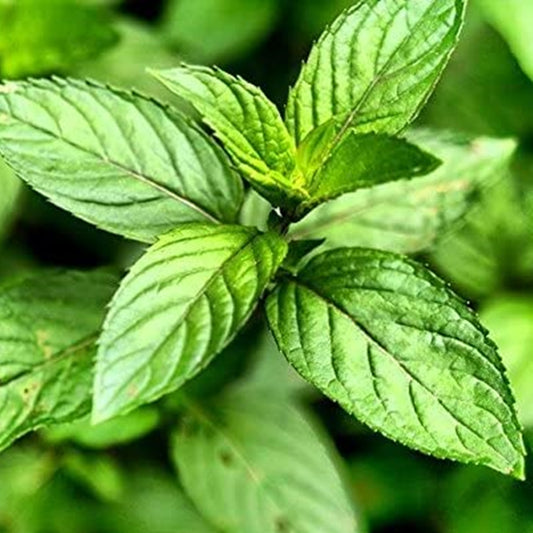 Mentha piperita, este o plantă perenă aromatică indispensabilă cu frunze de un verde intens.