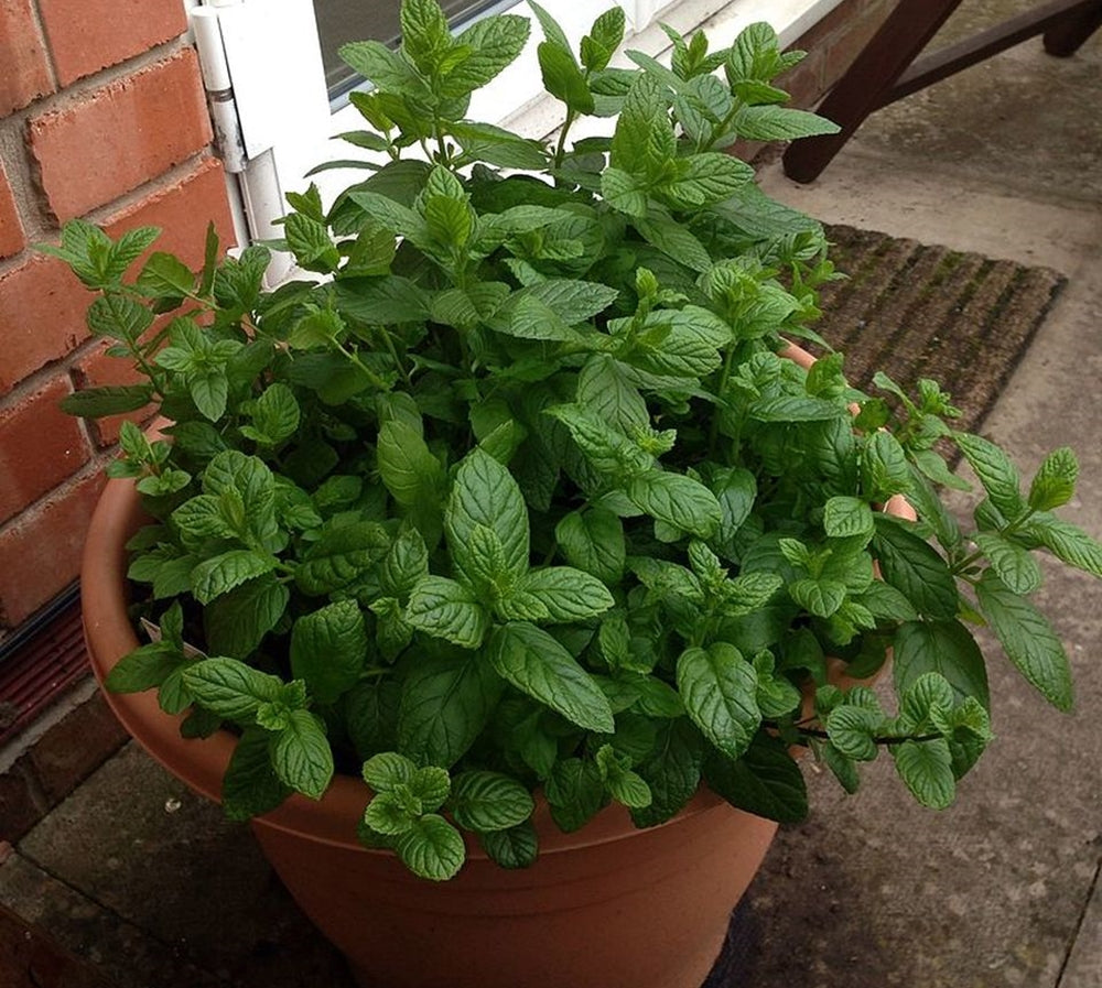 Mentha piperita se potrivește perfect în containere decorative pentru terase și balcoane