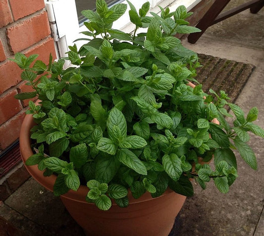 Mentha piperita se potrivește perfect în containere decorative pentru terase și balcoane