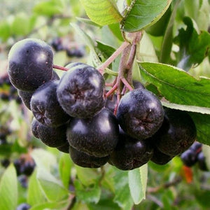 Fructe-Aronia 'Hagin'-Scorus negru
