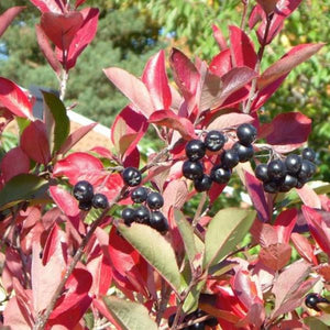 Aronia 'Hugin'-Scorus negru