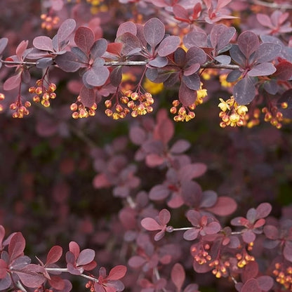 flori Berberis Atropurpurea