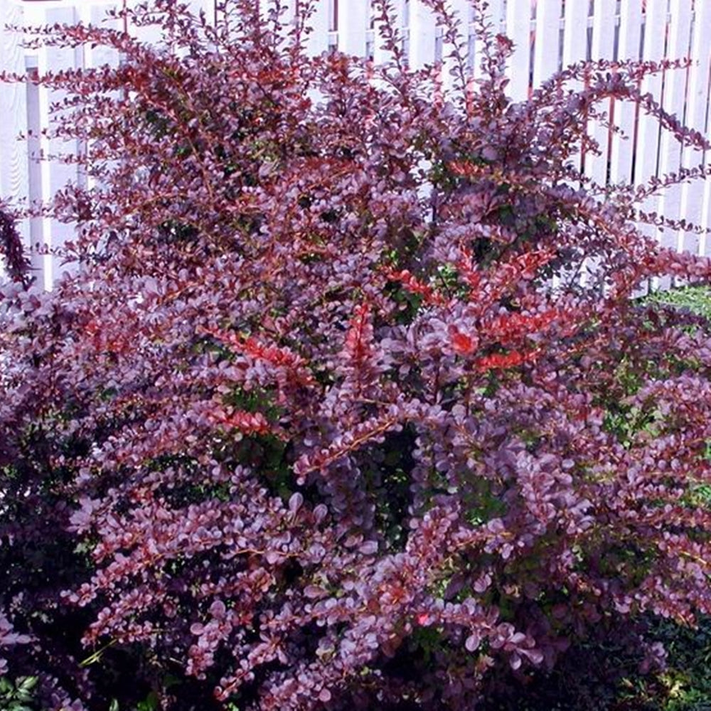 Berberis Atropurpurea