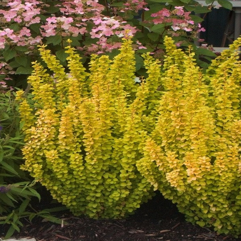 Berberis Golden Rocket