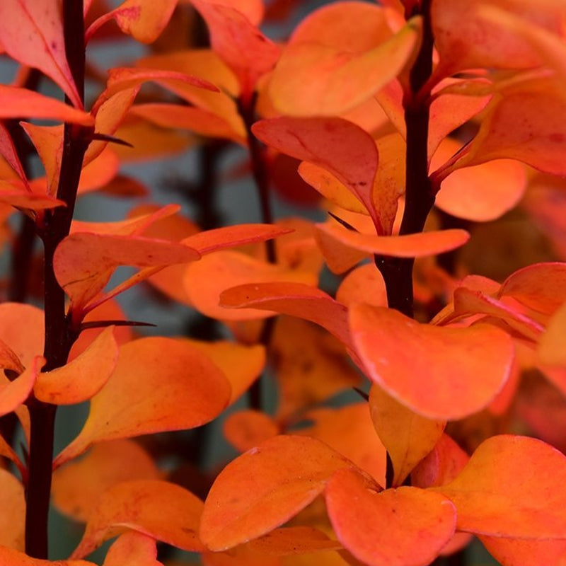 Berberis Golden Rocket toamna