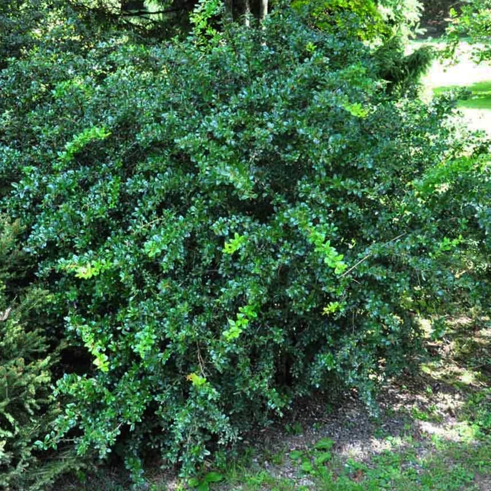 Dracila cu frunze persistente-Berberis 'Parc Jewel'
