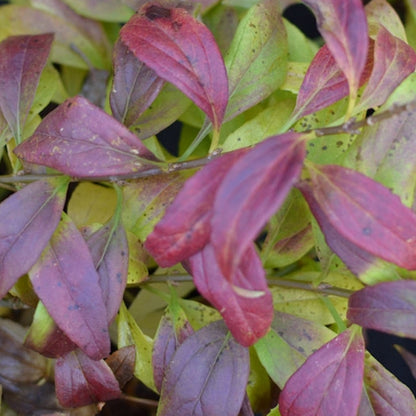 Forsythia 'Maree d'Or'-ploaia de aur pitic-toamna