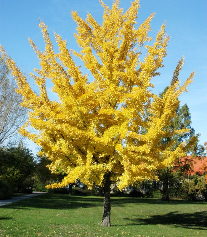 Ginkgo biloba-arborele pagodelor-în grădină toamna