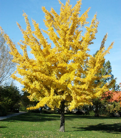 Ginkgo biloba-arborele pagodelor-în grădină toamna