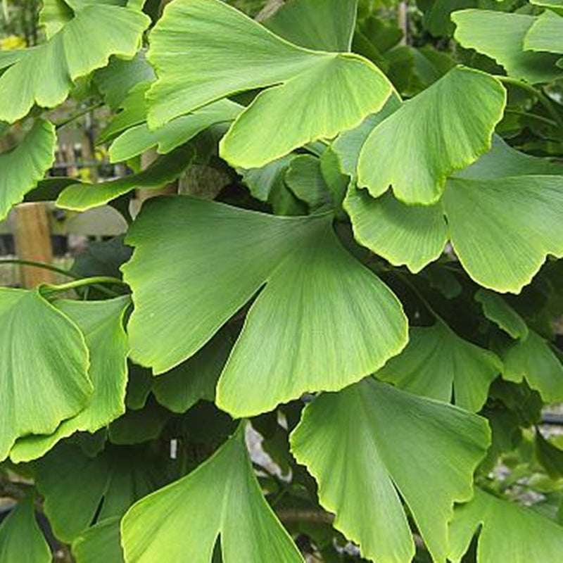 Frunze decorative Ginkgo biloba