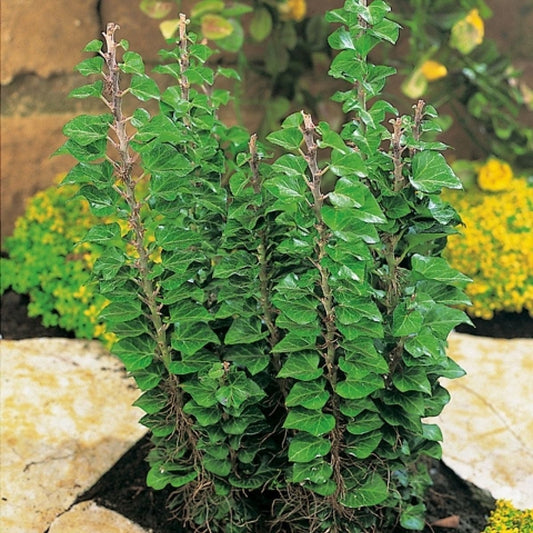 Hedera helix 'Erecta'-Iedera verticală