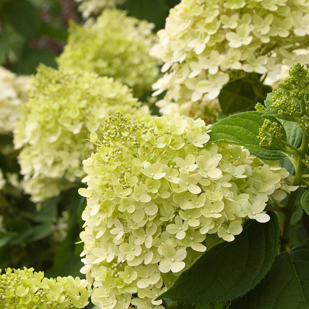 Hydrangea paniculata 'Limelight'-Hortensia cu panicule floare