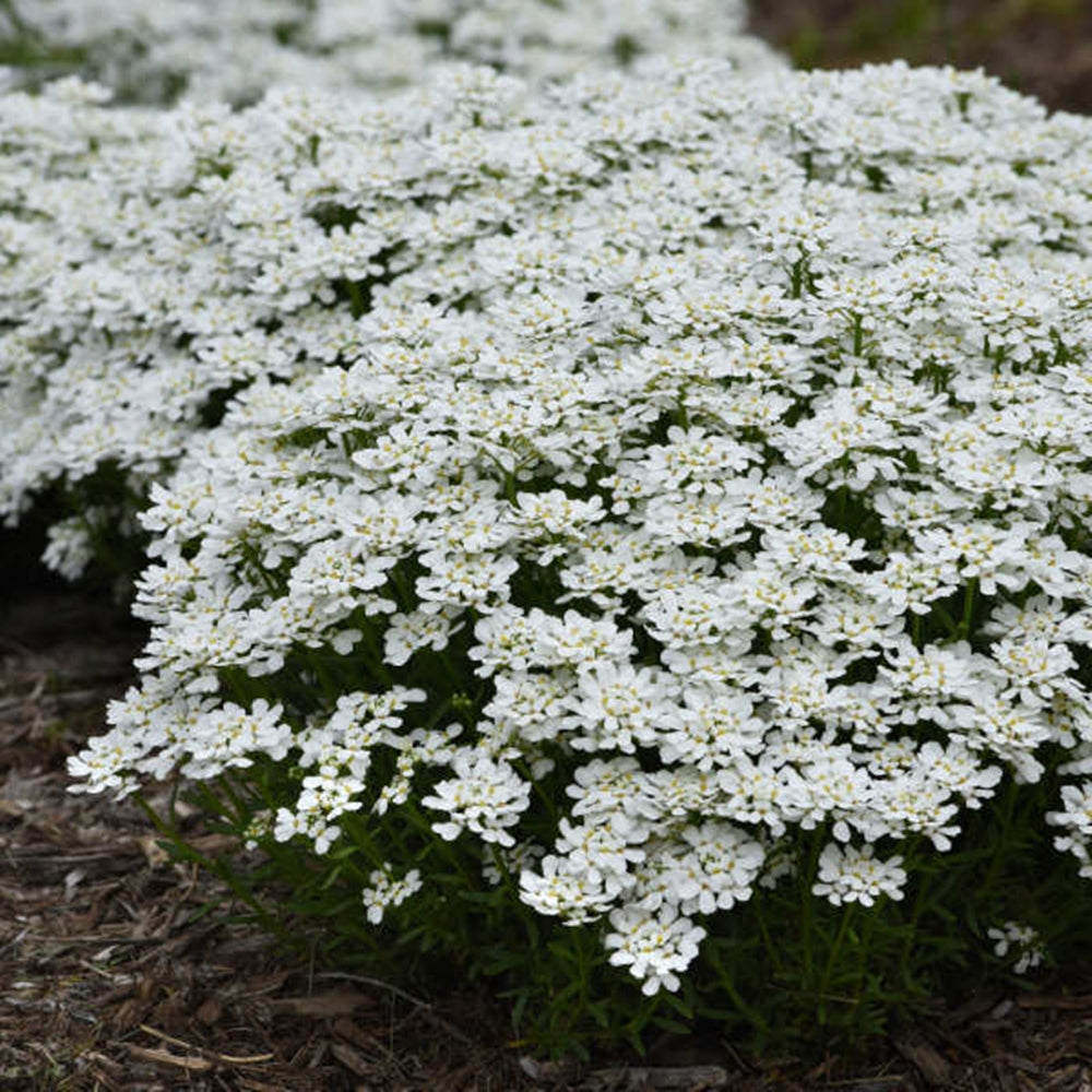 Iberis sempervirens în grădină