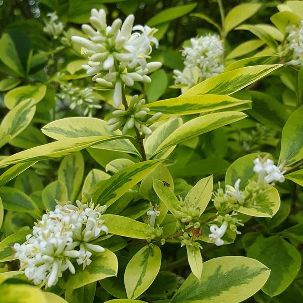 Ligustrum ovalifolium 'Aureum' înflorit