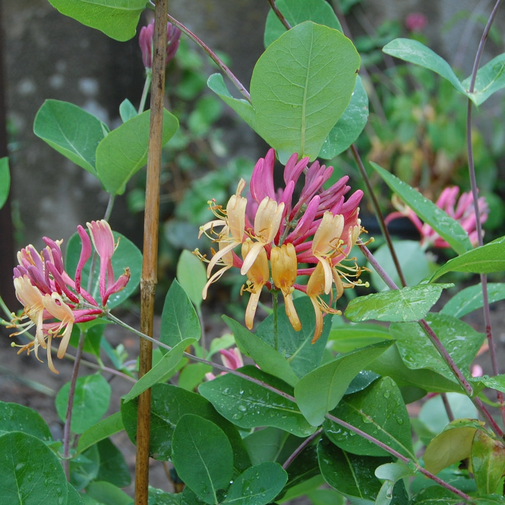 Lonicera x heckrottii 'Goldflame'-Mâna maicii Domnului