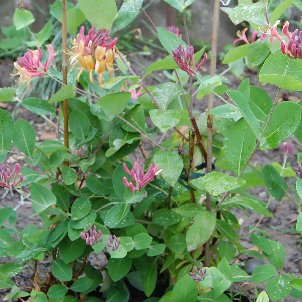 Lonicera x heckrottii 'Goldflame'-Mâna maicii Domnului