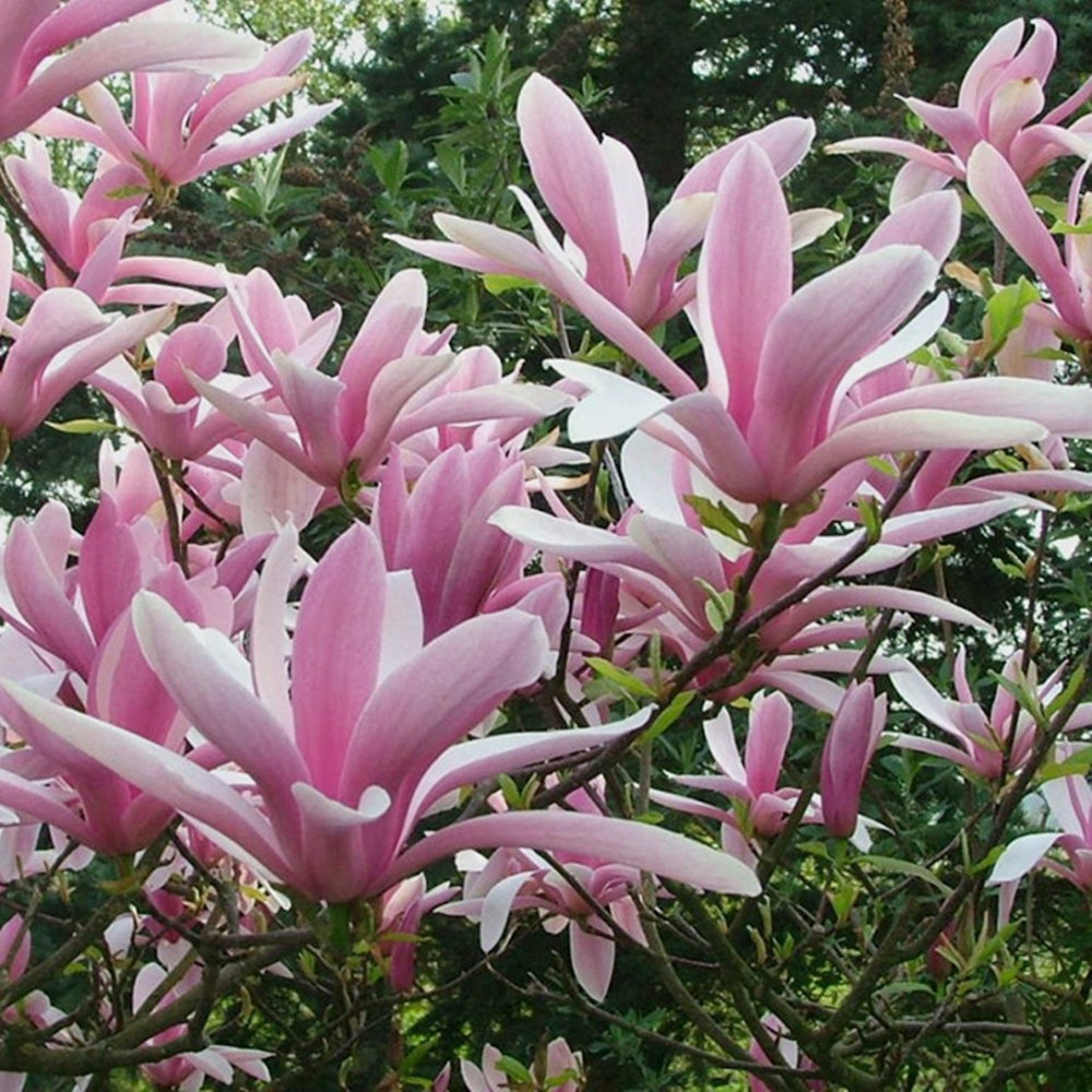 Magnolia Betty