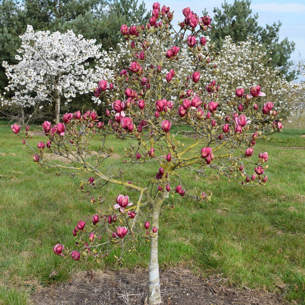 Magnolia 'Genie'