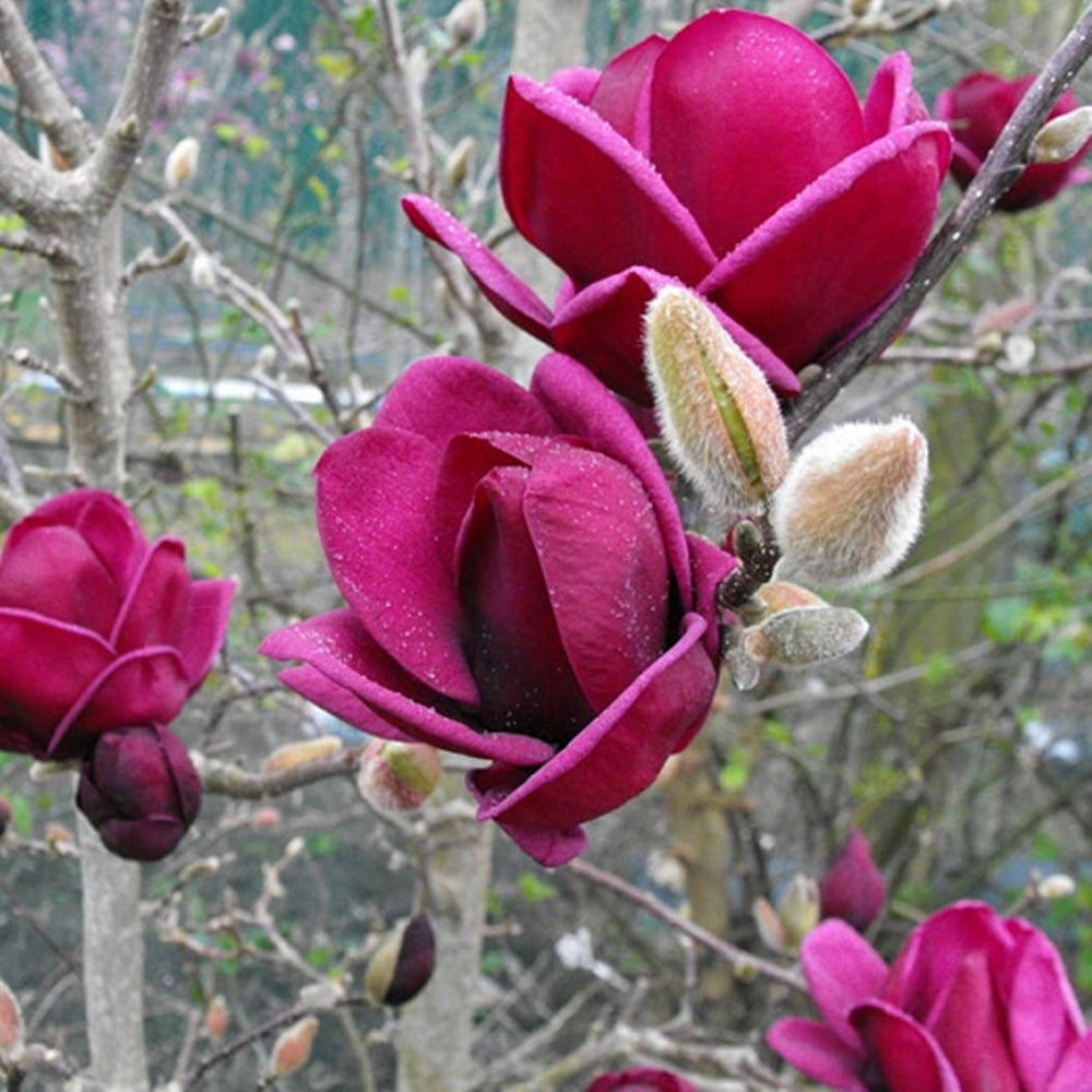 Magnolia Genie