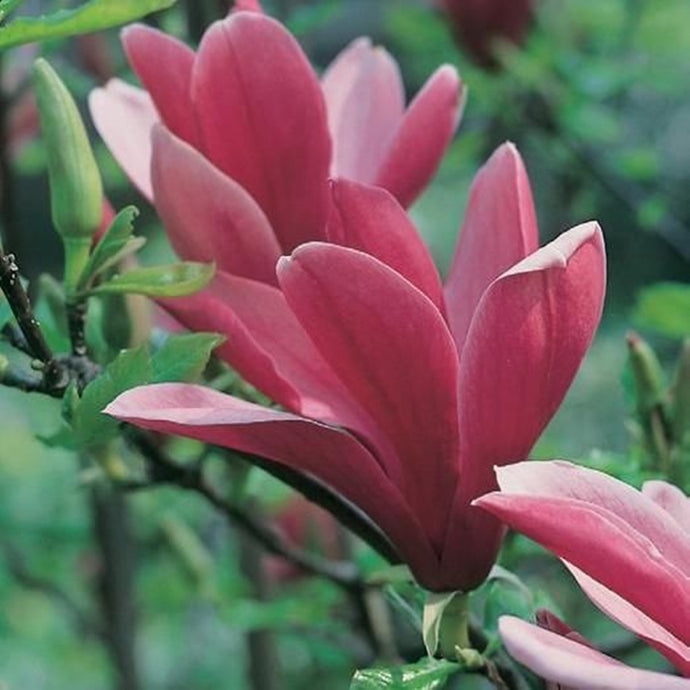Magnolia liliflora Nigra