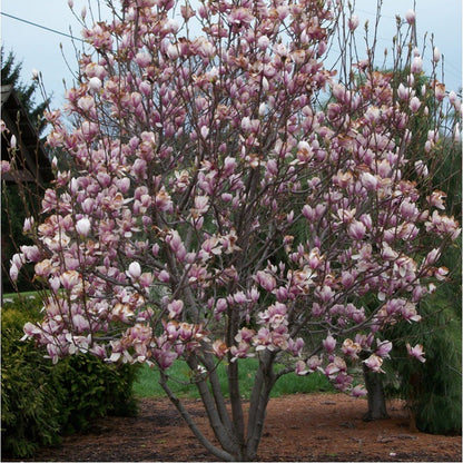 Magnolia X soulangeana