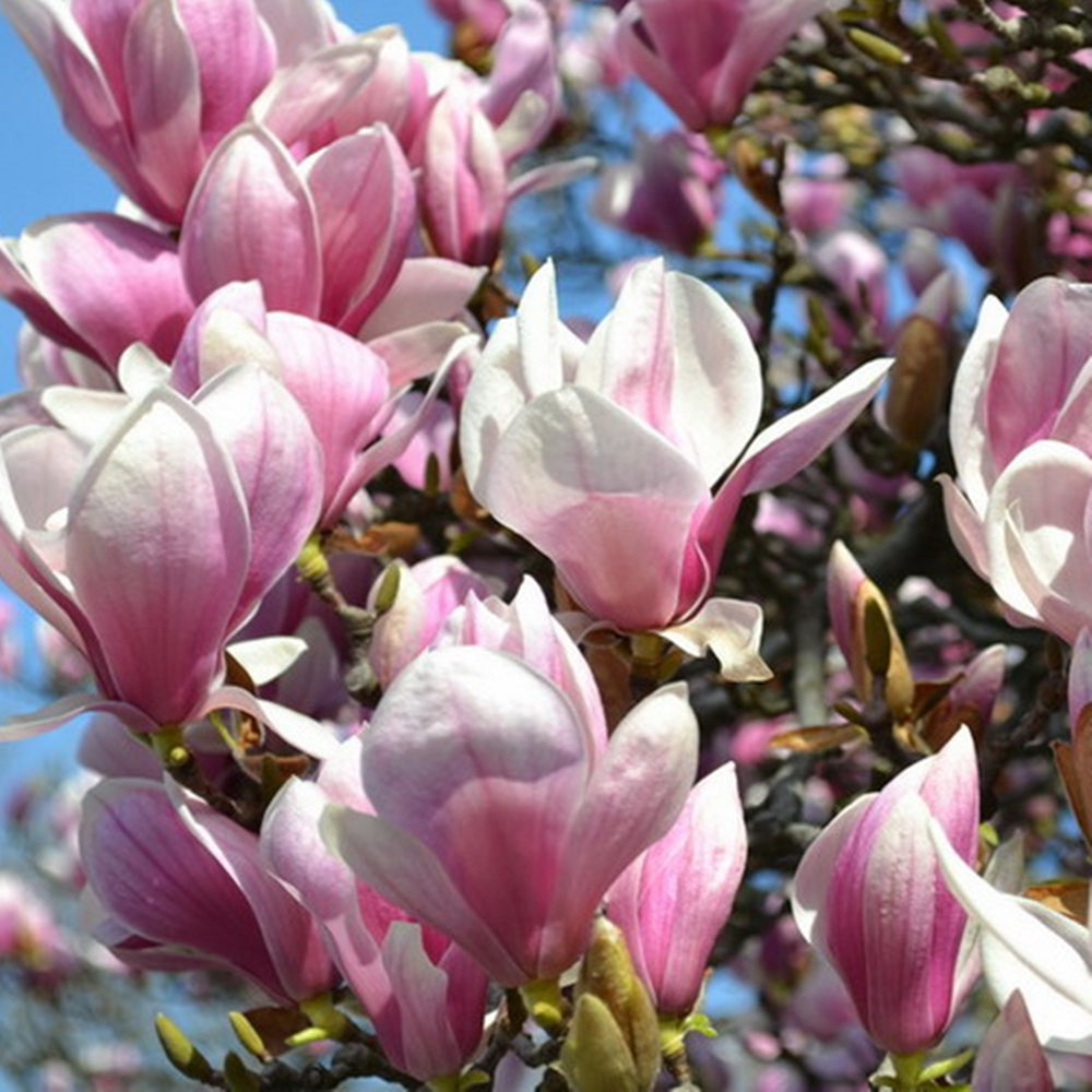 Magnolia soulangeana