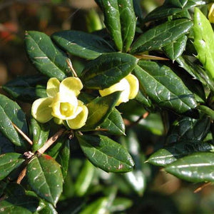 Floare-Dracila cu frunze persistente-Berberis 'Park Jewel'