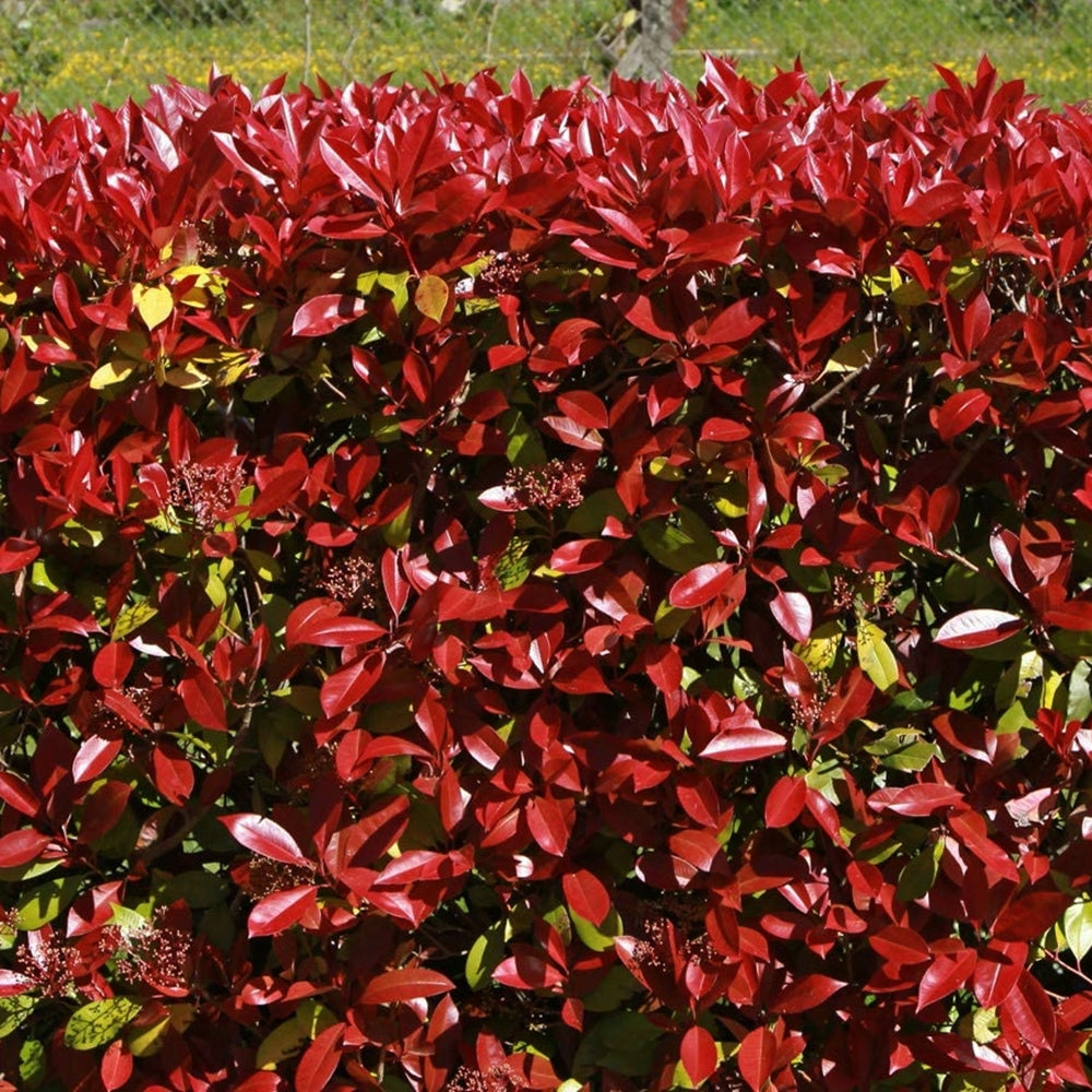 Photinia  Caree Rouge - gard viu