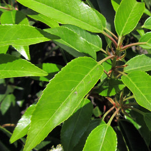 Prunus lusitanica - frunza