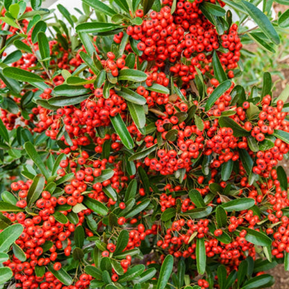 Pyracantha Mohave