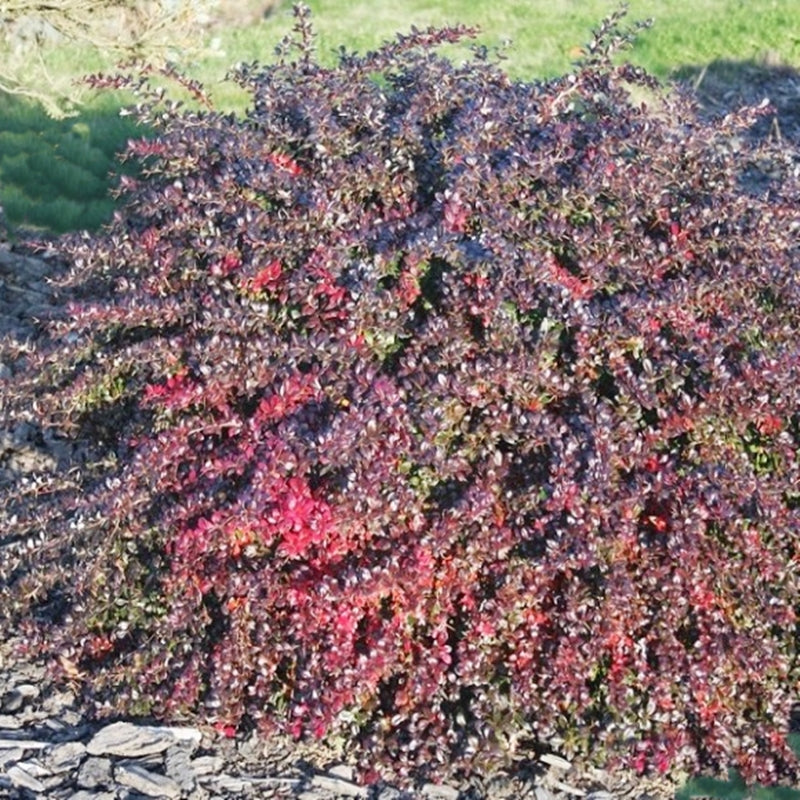 Berberis 'Red Jewel'- Dracila bordo cu frunze persistente