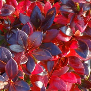 Lastar-Berberis 'Red Jewel'-Dracila cu frunze persistente