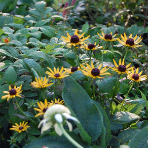 Rudbeckia-Ruji galbeni în grădină