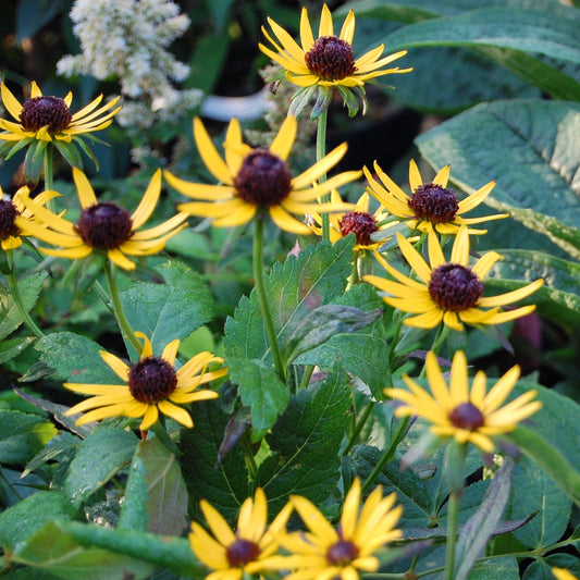 Rudbeckia-Ruji galbeni