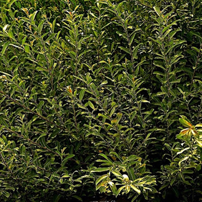 Salix gracilistyla 'Mount Aso'-Salcie japoneză roz