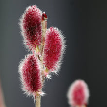 Încarcă imaginea în vizualizatorul Galerie, Salix gracilistyla &#39;Mount Aso&#39;-Salcie japoneză roz

