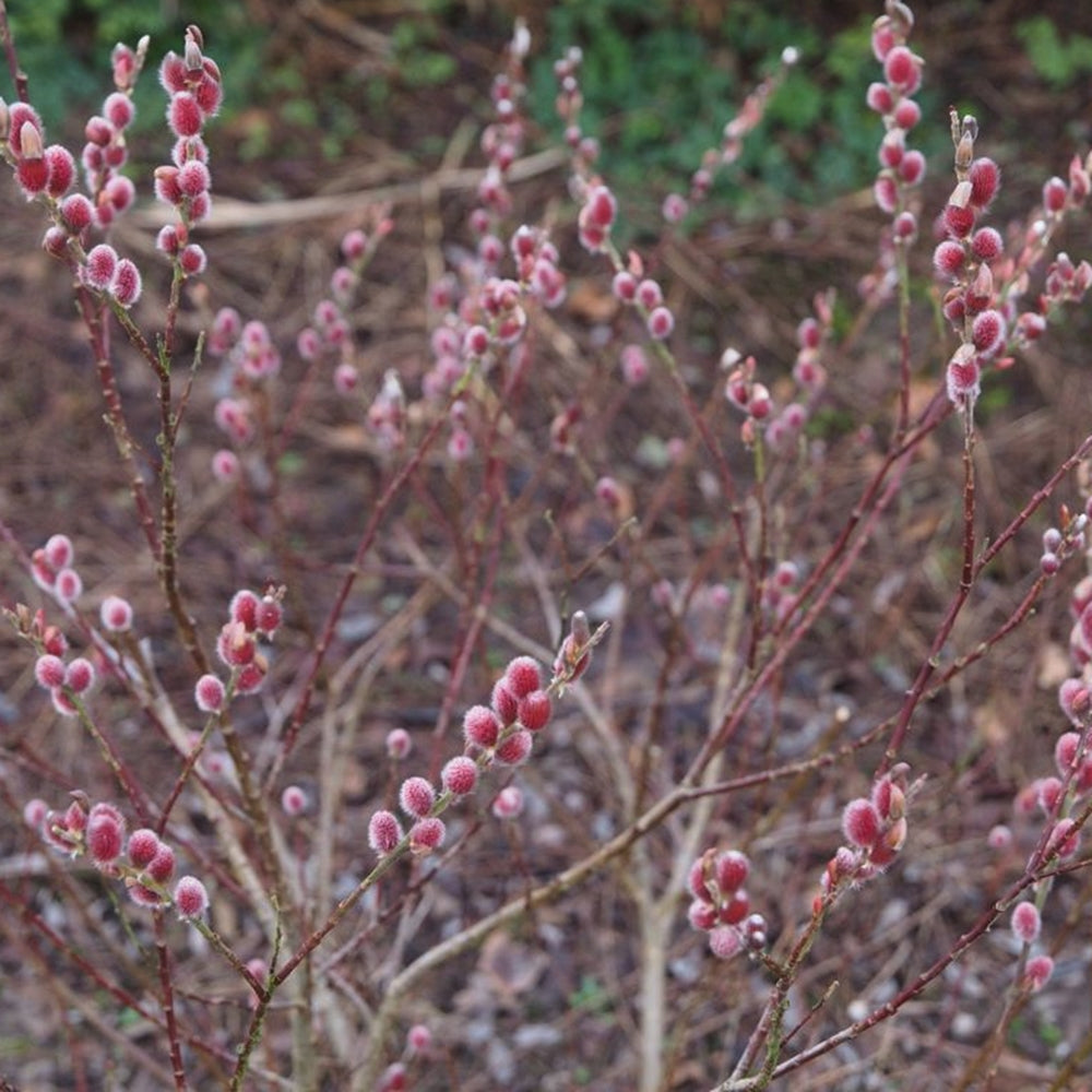 Salix gracilistyla 'Mount Aso'-Salcie japoneză roz
